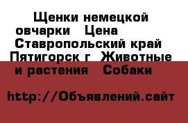 Щенки немецкой овчарки › Цена ­ 6 000 - Ставропольский край, Пятигорск г. Животные и растения » Собаки   
